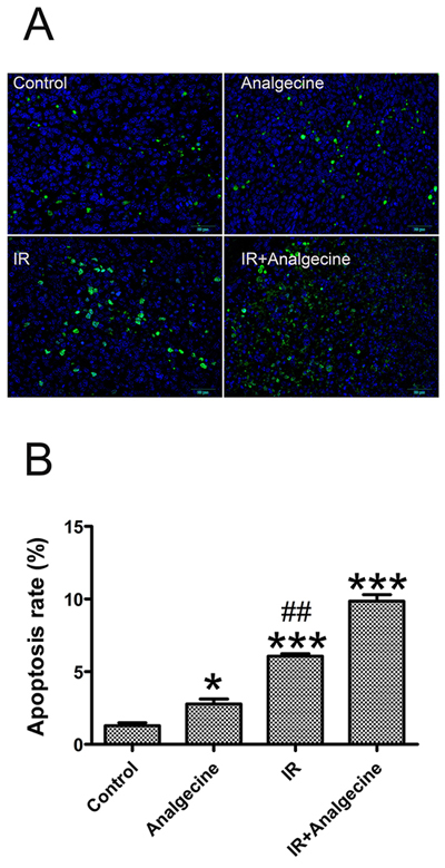 Analgecine in combination with IR enhances apoptosis in the xenograft LLC tumors.