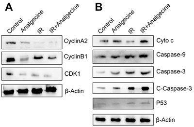 Western blot analysis of G2/M checkpoint and apoptosis pathway proteins in Analgecine and IR treated A549 cells.