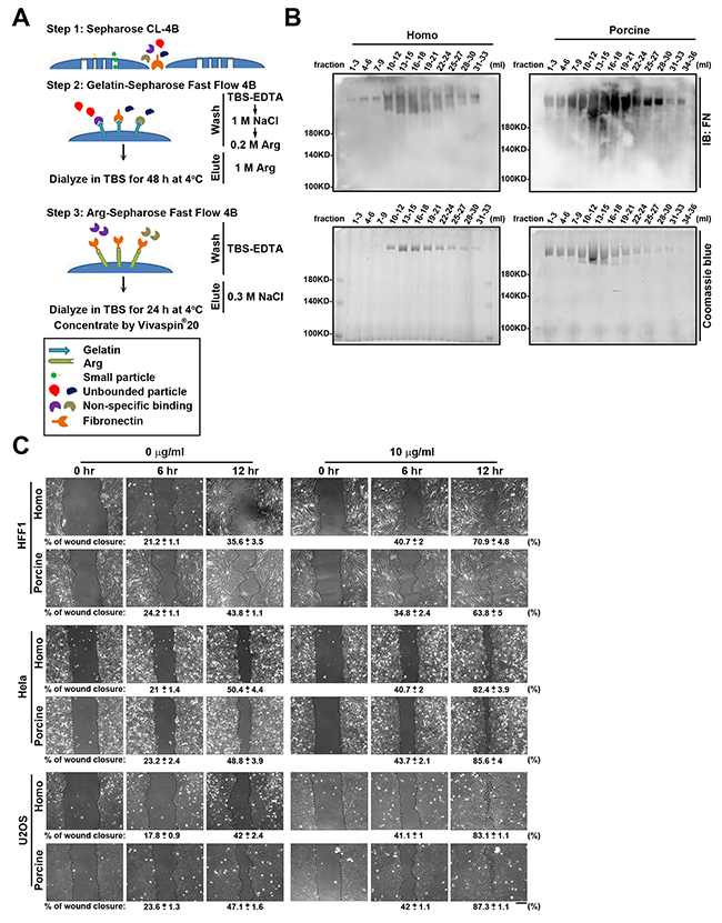 Fibronectin purification from homo and porcine plasma.