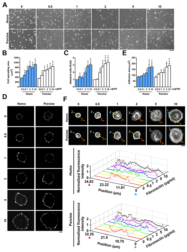 Cell adhesion in response to homo and porcine plasma fibronectin.