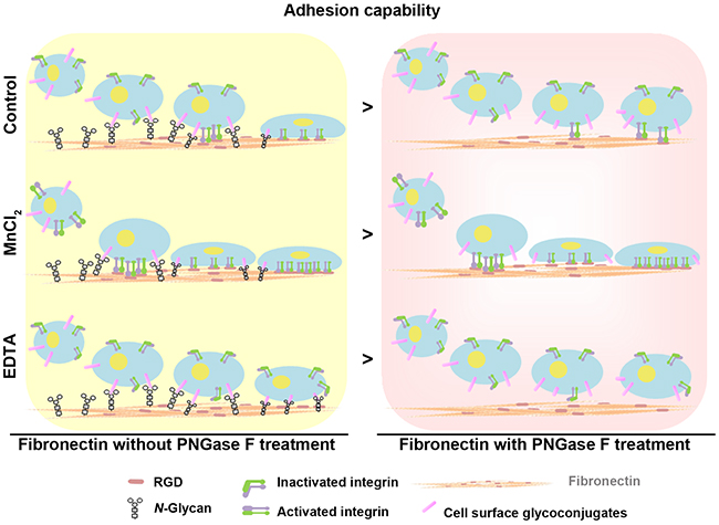 Model showing the synergistic effects of N-glycans and the RGD sequence of fibronectin on the regulation of cell adhesion capability.