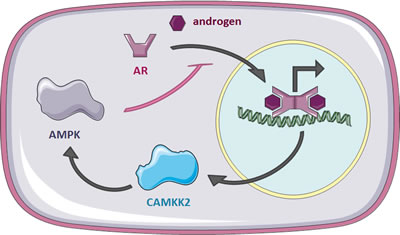 A negative feedback loop between AR and AMPK in prostate cancer cells.