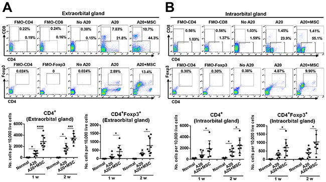 MSCs increase CD4+ and CD4+ Foxp3+ cells in lacrimal glands bearing B-cell lymphoma.