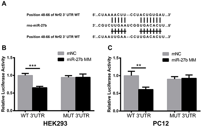 MiR-27b directly targeted the 3&#x2019;-UTR of Nrf2 mRNA.