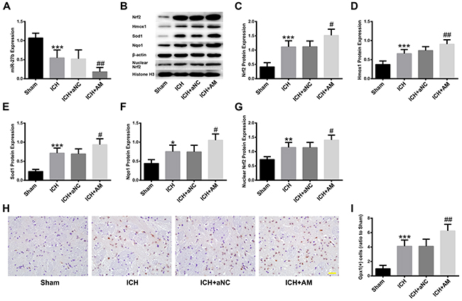 ICV injection of miR-27b AM promoted the ICH-induced Nrf2/ARE pathway activation in rats.