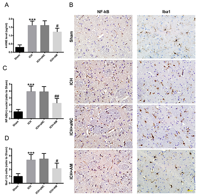ICV injection of miR-27b AM attenuated ICH-induced oxidative damage and neuroinflammation in rats.