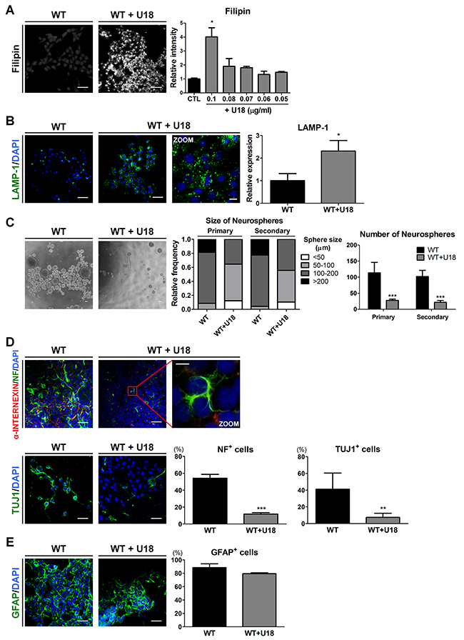 U18 treatment leads to impairments of self-renewal and neuronal differentiation in WT-iNSCs through abnormal cholesterol accumulation.