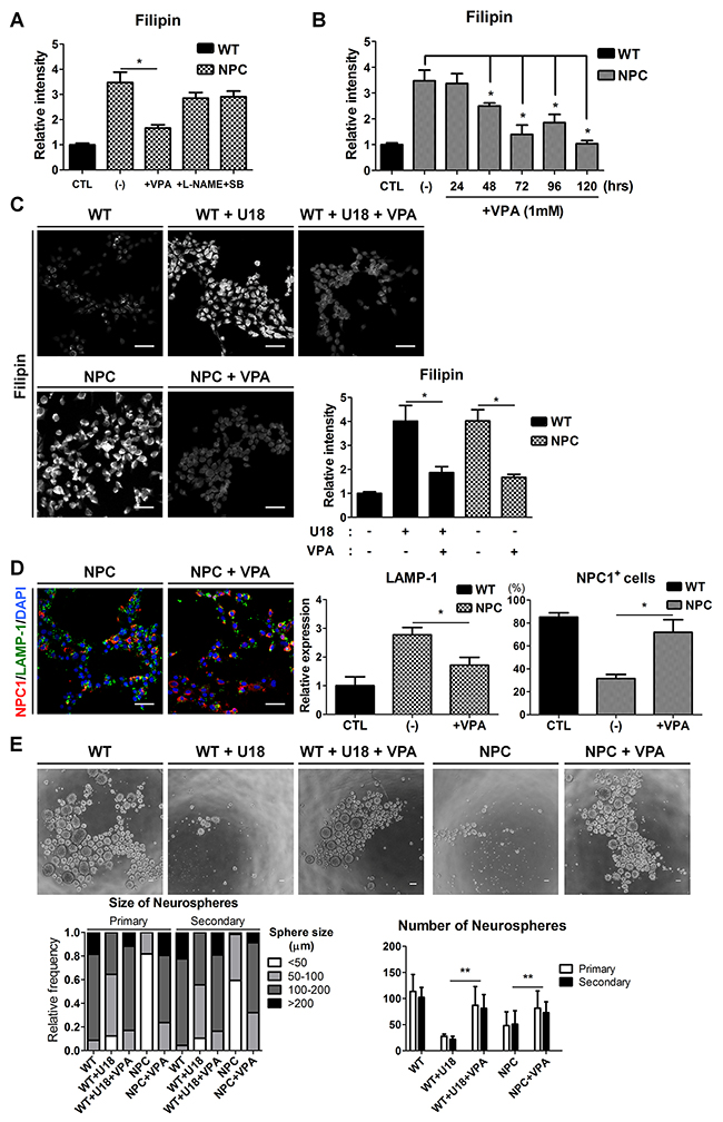 Rescue of cholesterol accumulation and self-renewal ability by VPA treatment.