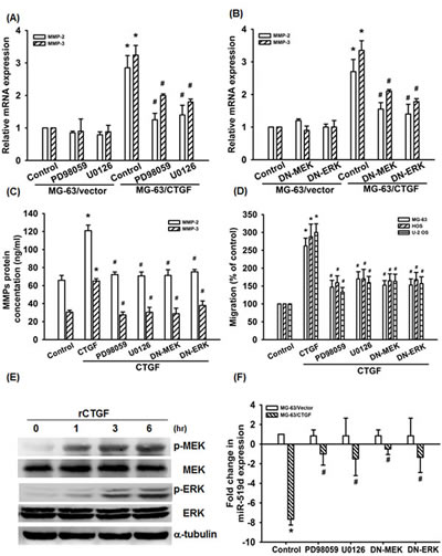 MEK/ERK pathway is involved in CTGF-induce migration and suppression of miRNA-519d.