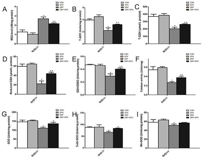 SFN attenuated oxidative stress injury by the assessment of biochemical parameters in Nrf2+/+ mice.