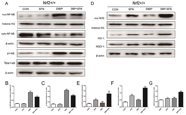 SFN pretreatment enhances Nrf2 nuclear translocation and increases HO-1 and NQO-1 protein expression in Nrf2+/+ mice.