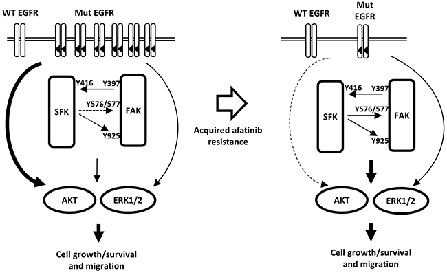 Hypothetical model illustrating the mechanism of acquisition of resistance to afatinib and the role of SFK/FAK signaling in mediating cell growth and survival.