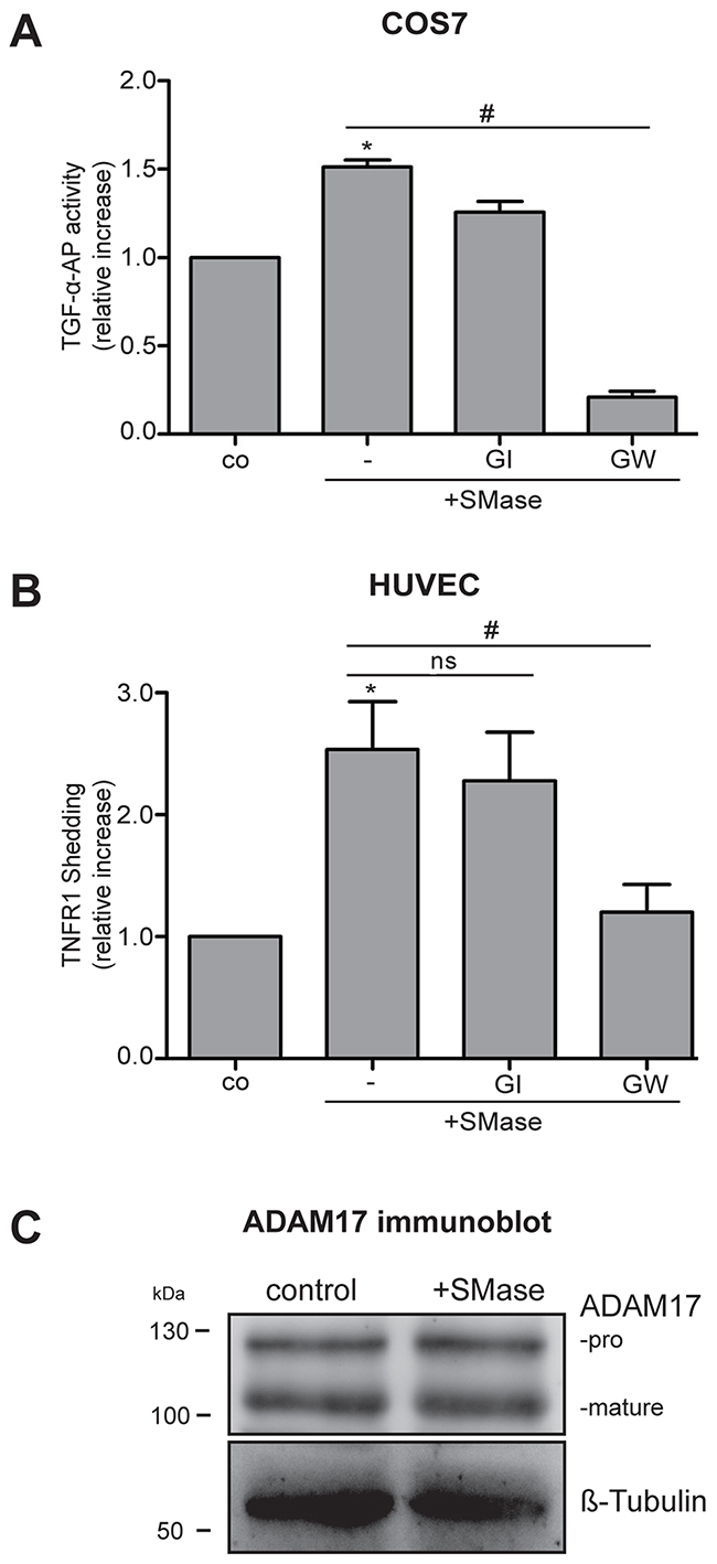 Extracellular SMase induces ADAM17-mediated shedding of TGF-&#x03B1;-AP in COS7 cells and TNFR1 release in HUVECs.