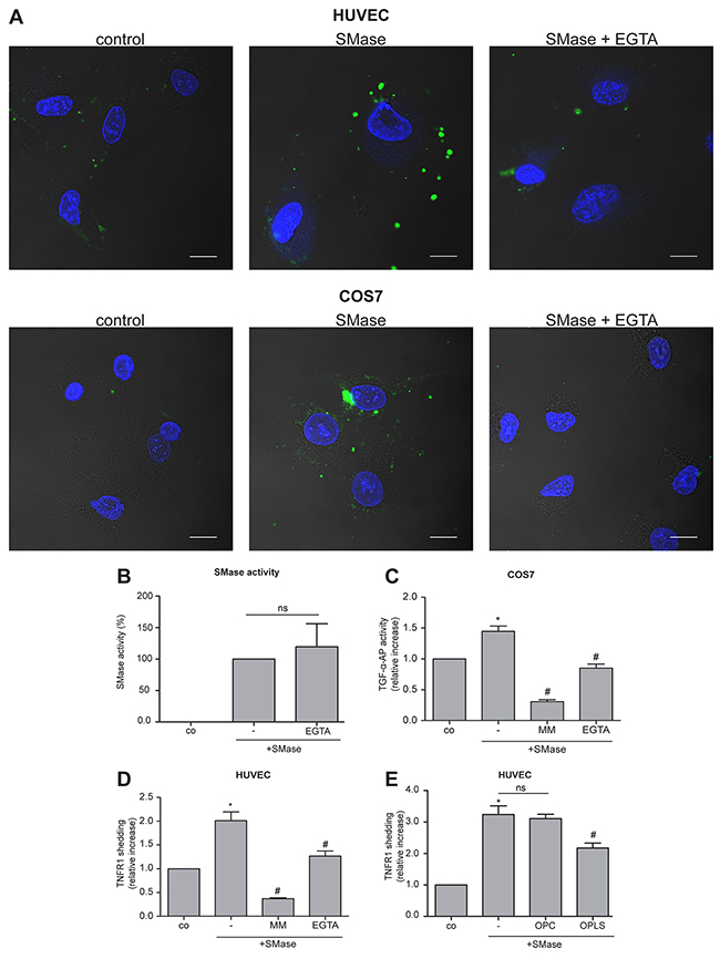 SMase-induced PS externalization and ADAM17 activation is Ca2+-dependent.