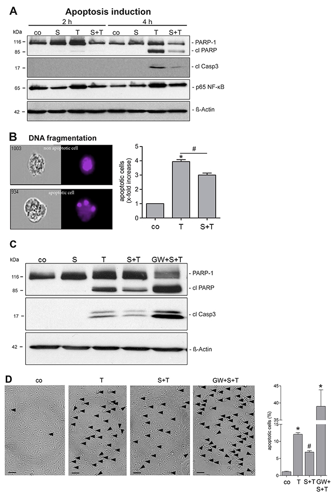 SMase treatment reduces the TNF-&#x03B1; sensitivity of endothelial cells.