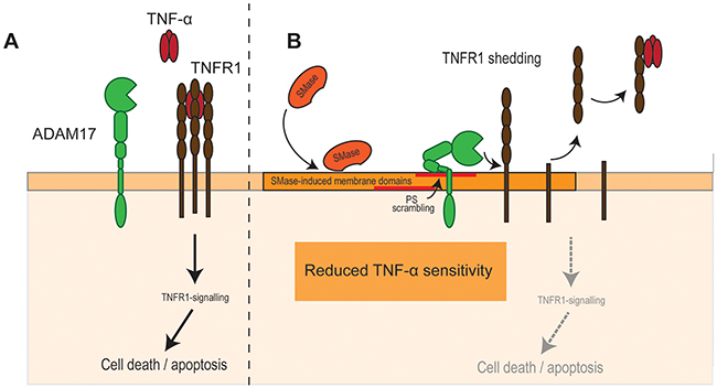 SMase activity impairs TNF-&#x03B1;-induced cell death in endothelial cells.