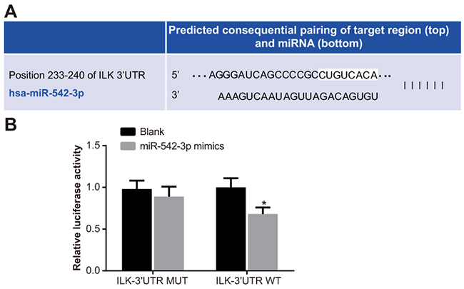 Dual luciferase reporter analysis of miR-542-3p binding to 3&#x2019;UTR of ILK gene.