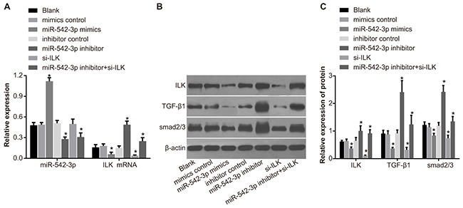 Effects of differential miR-542-3p expression on ILK, TGF-&#x03B2;1 and Smad2/3 protein expression.