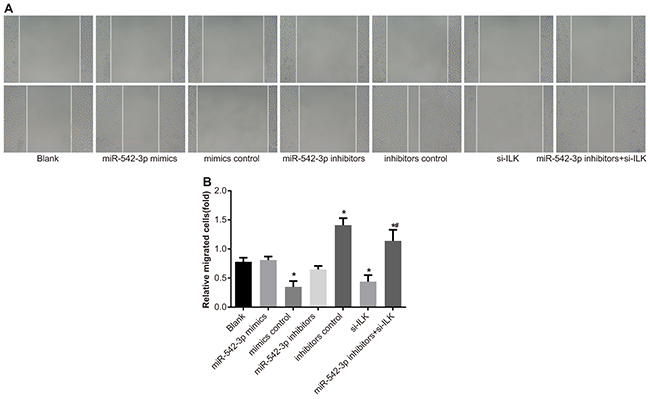 Effects of differential miR-542-3p expression on SCC-9 cell migration.