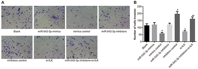 Effects of differential miR-542-3p expression on SCC-9 cell invasiveness.