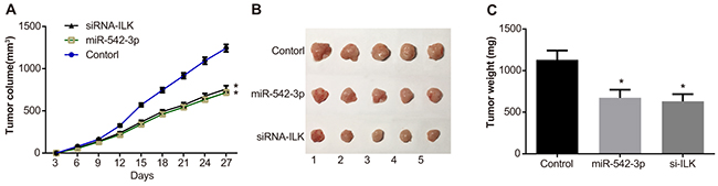 Effects of differential miR-542-3p and ILK expression on xenograft tumor growth in nude mice.