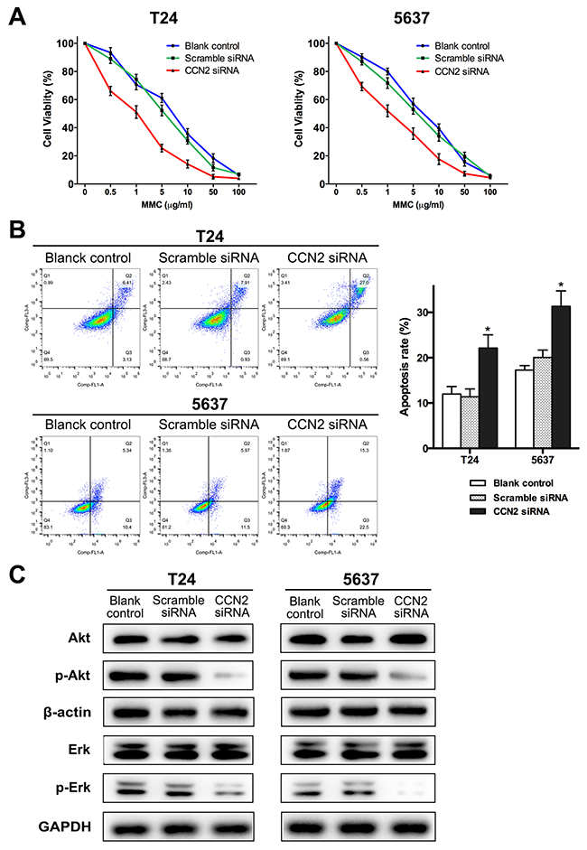 Down-regulation of CCN2 increases sensitivity of UBC cells to MMC via inhibiting activation Akt and Erk pathways.