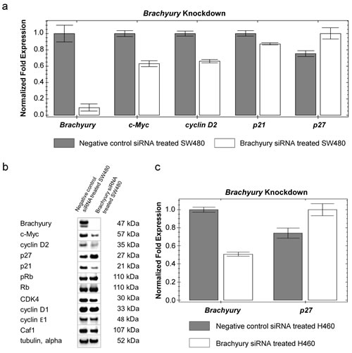 Reduced levels of Brachyury result in increased levels of p27Kip1 .