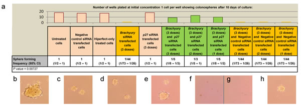 Rescue of Brachyury  induced cell proliferation arrest by depletion of p27 Kip1 .