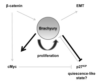 Schematic model describing a central role for Brachyury in regulating proliferation and quiescence.