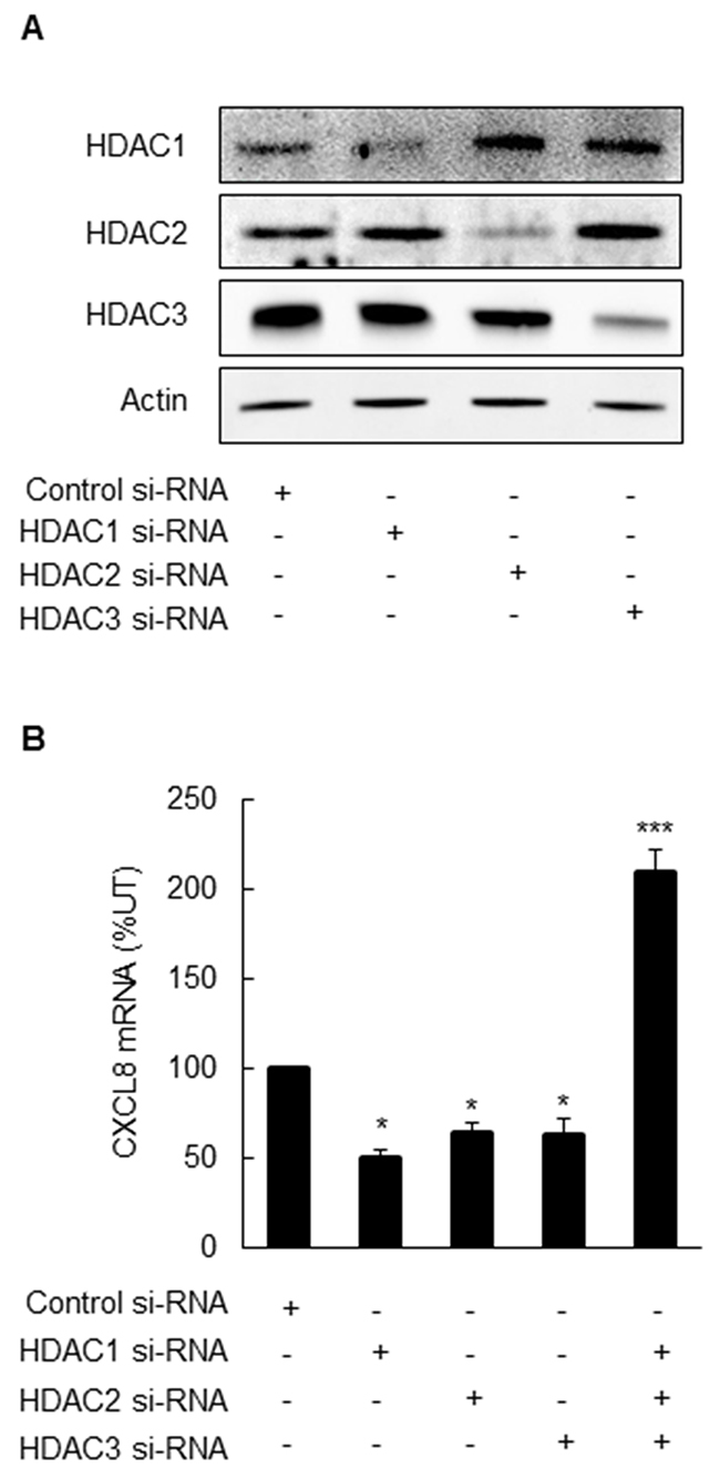Simultaneous suppression of HDAC1, 2 and 3 induces CXCL8 expression in OC cells.