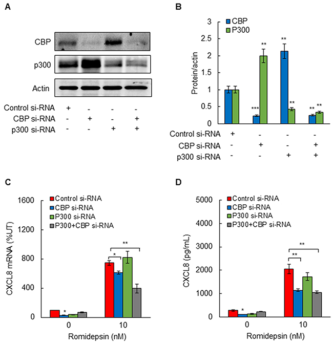 Suppression of CBP inhibits romidepsin-induced CXCL8 expression in OC cells.