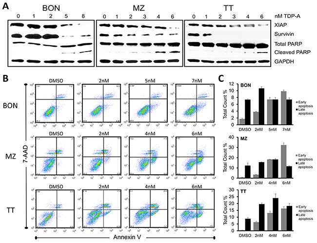 TDP-A induces apoptosis in NE cancer cells.