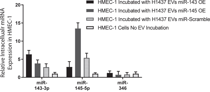 Lung adenocarcinoma EV miRNAs are taken up by HMEC-1 cells.