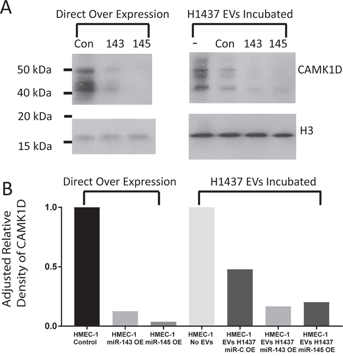 Analysis of CAMK1D targeting by miR-143 and miR-145.