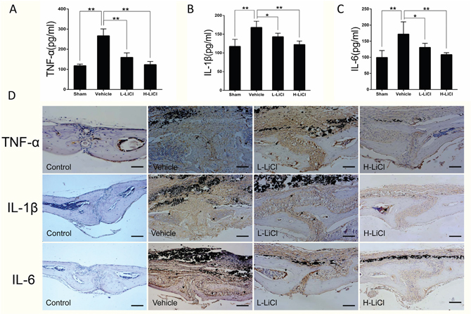 LiCl reduced inflammatory cytokine expression, including TNF-&#x03B1;, IL-1&#x03B2;, and IL-6.