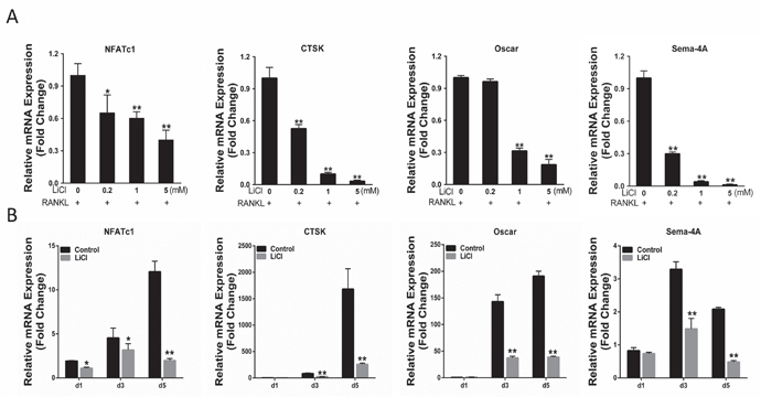 LiCl inhibited RANKL-induced osteoclast gene expression, including NFATc1, CTSK, Sema-4A, and Oscar.