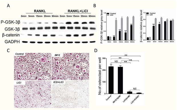 LiCl activation of the GSK-3&#x03B2;/&#x03B2;-catenin pathway did not inhibit RANKL-induced osteoclastogenesis.