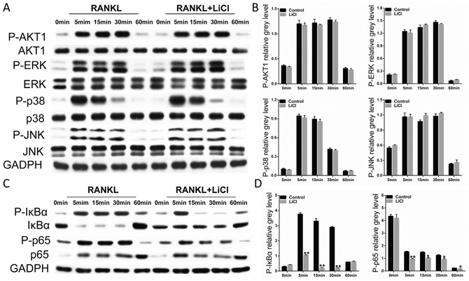 LiCl suppressed the RANKL-stimulated activation of NF-&#x03BA;B without affecting the PI3k/Akt and MAPK signaling pathways.