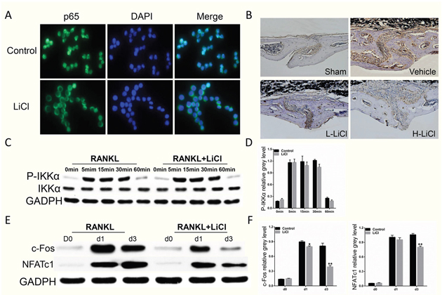 The inhibition of RANKL-induced NF-&#x03BA;B activation was further supported by LiCl&#x2019;s suppression of nucleus translocation of p65 proteins and p65 expression in vivo, as well as downstream c-Fos and NFATc1 expression.