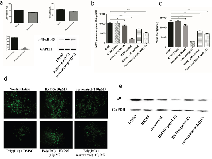 TLR3 activation induced IFN-&#x03B2; and inflammatory cytokines to restrict MDV infection.