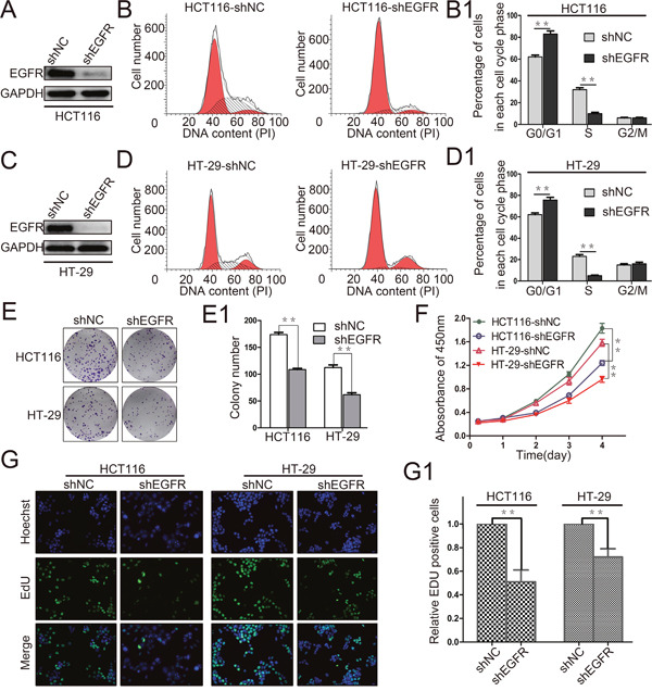 EGFR silencing inhibits colorectal cancer cell proliferation.