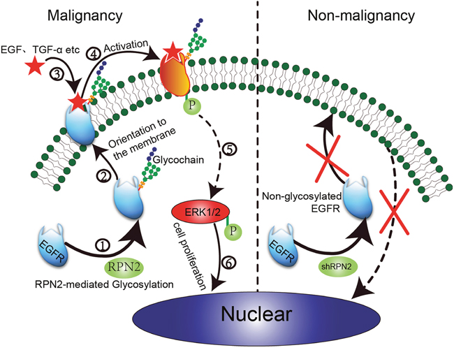 Proposed model of RPN2/EGFR/ERK controlling cell proliferation and cancer progression.