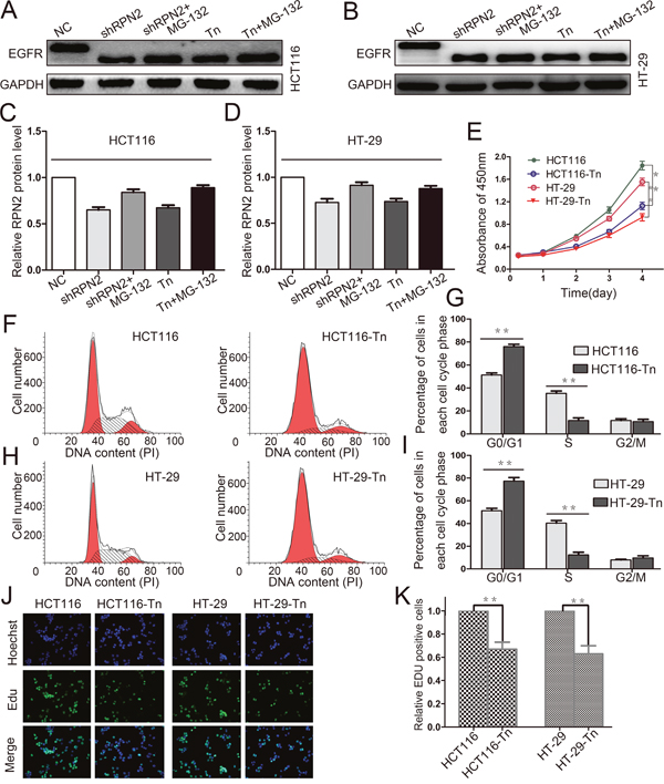 Decreased glycosylation of EGFR inhibits the proliferation of CRC cells.