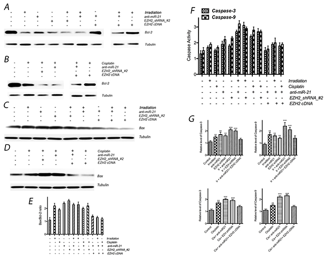 Effect of miR-21 or EZH2 on cell apoptosis of LCSCs.