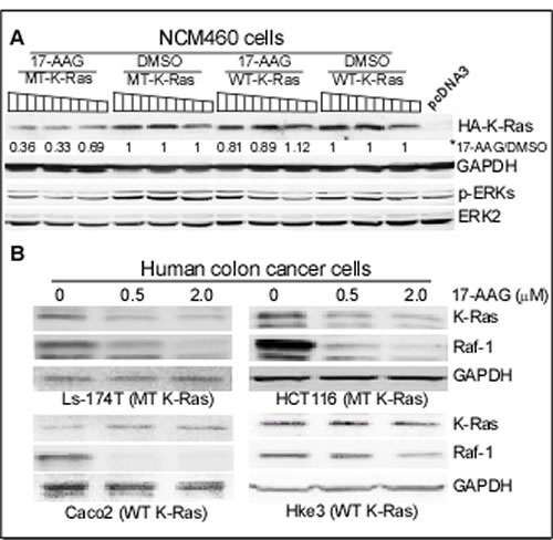 K-Ras is converted to an Hsp90 client protein upon mutation.