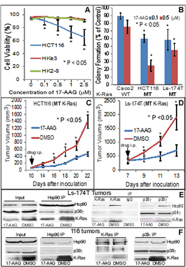 Hsp90 is a therapeutic target for K-Ras MT colon cancer.
