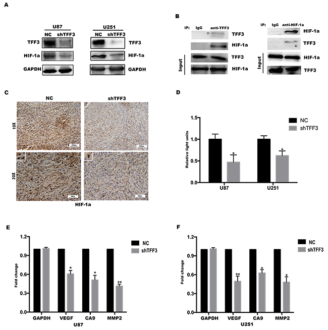 HIF-1&#x03B1; is critical for TFF3 mediated function in glioma cells.
