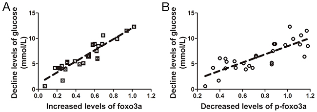 Correlation between expression and phosphorylation levels of Foxo3a and levels of glucose.