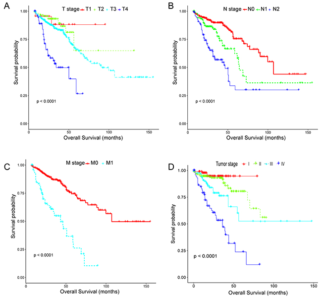 Kaplan-Meier estimates of overall survival stratified by the tumor, node, metastasis system and TNM stage in the TCGA CRC cohort.