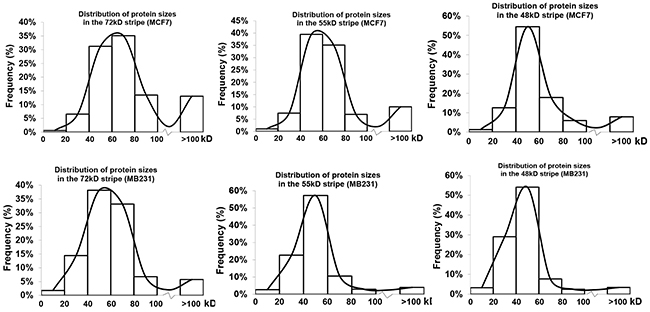 Distribution of proteins identified from each stripe from each cell line according to their TMMs.